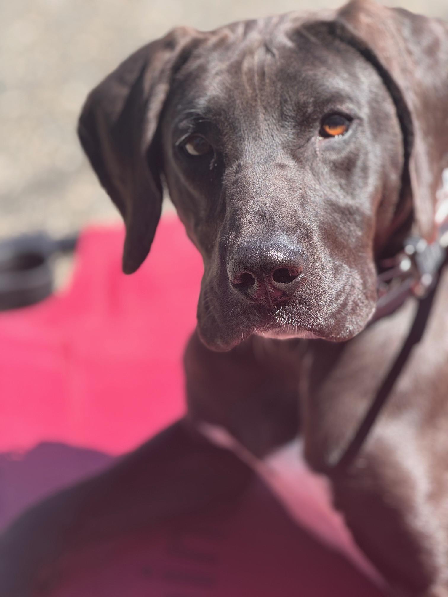 Maple, a Adoptable Hound in Seahurst, WA image 3/4