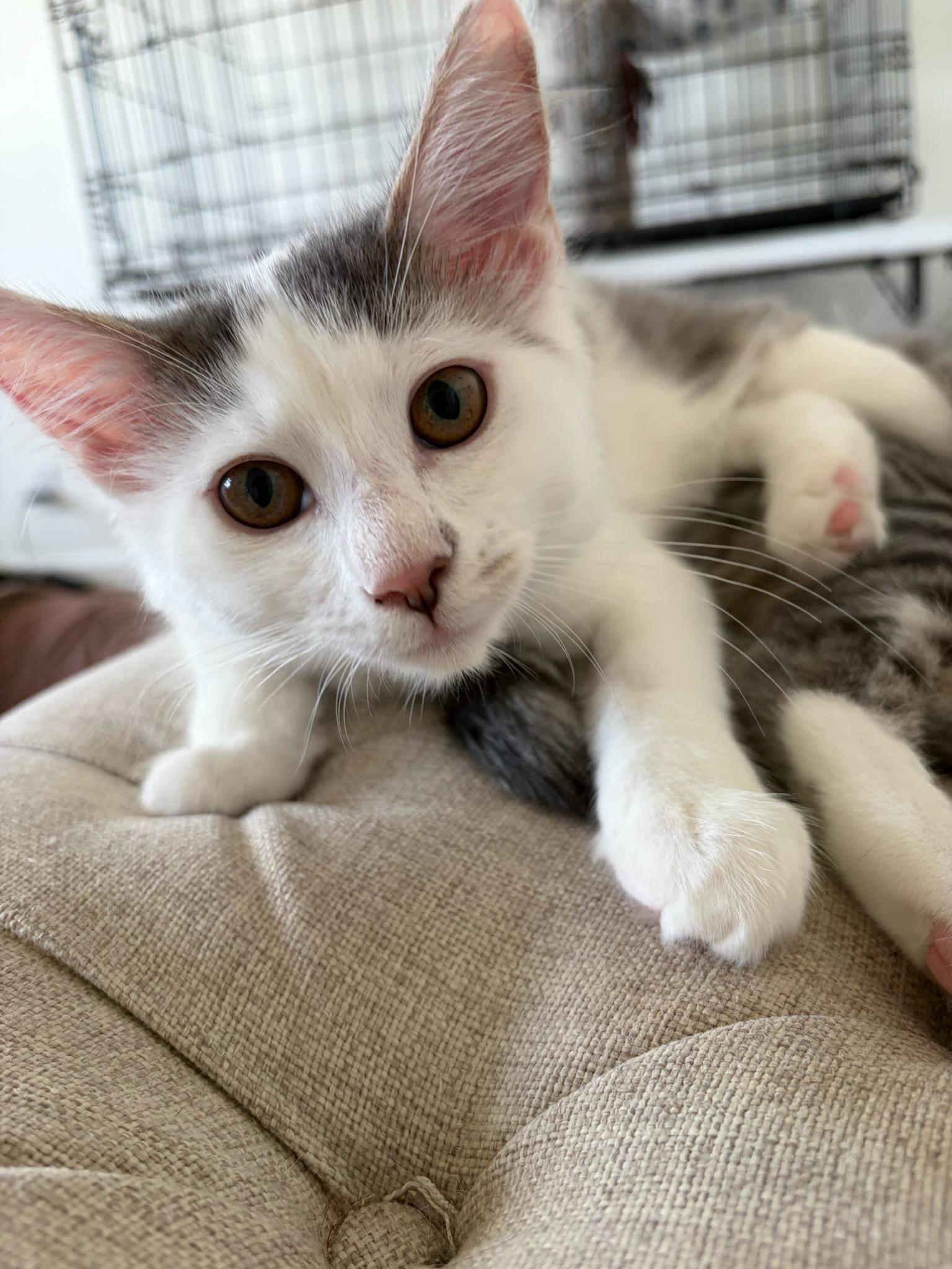 Enlarge June Bug—female kitten, a Adoptable Domestic Long Hair in San Francisco, CA image 2/4
