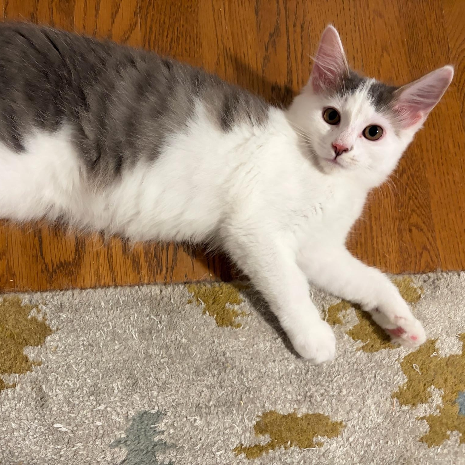 Enlarge June Bug—female kitten, a Adoptable Domestic Long Hair in San Francisco, CA image 4/4