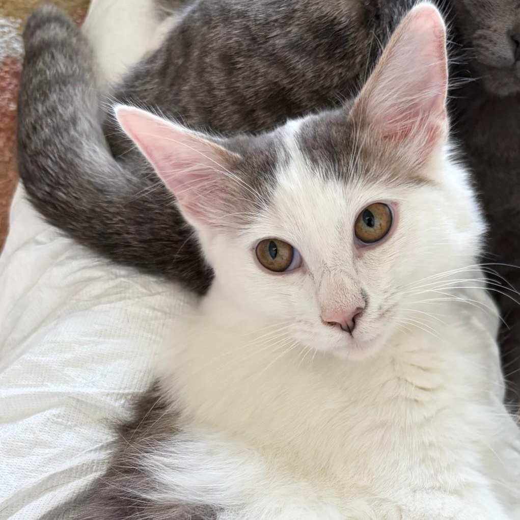 Enlarge June Bug—female kitten, a Adoptable Domestic Long Hair in San Francisco, CA image 1/4