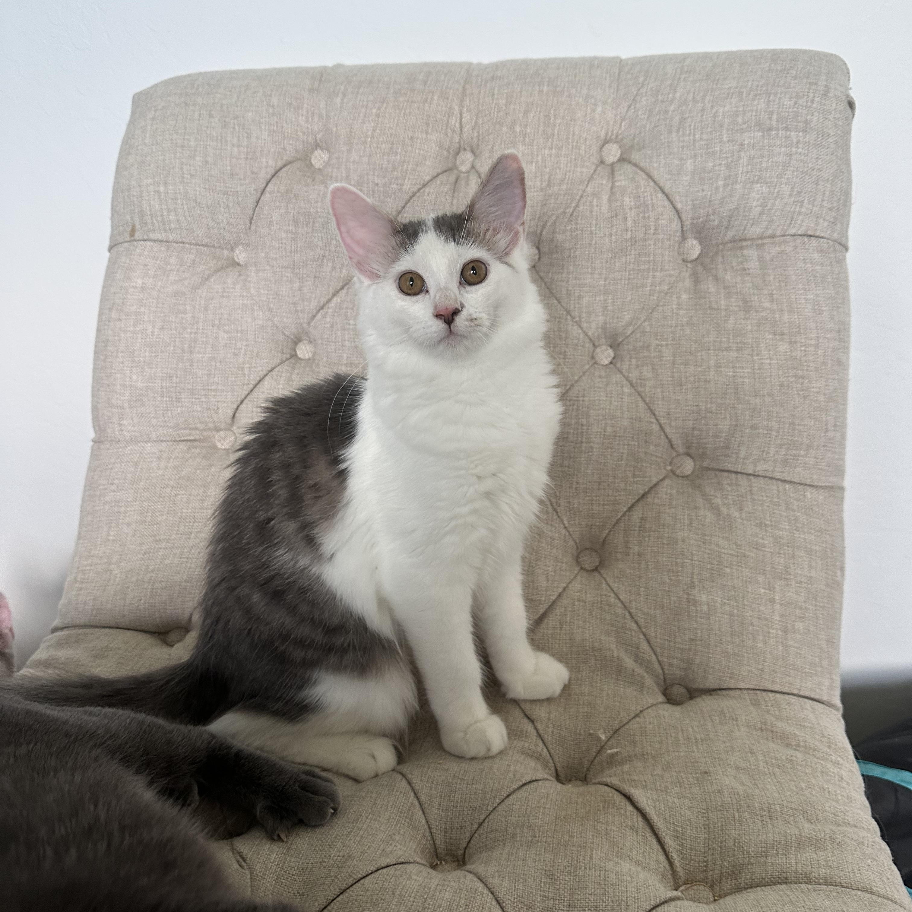 Enlarge June Bug—female kitten, a Adoptable Domestic Long Hair in San Francisco, CA image 3/4