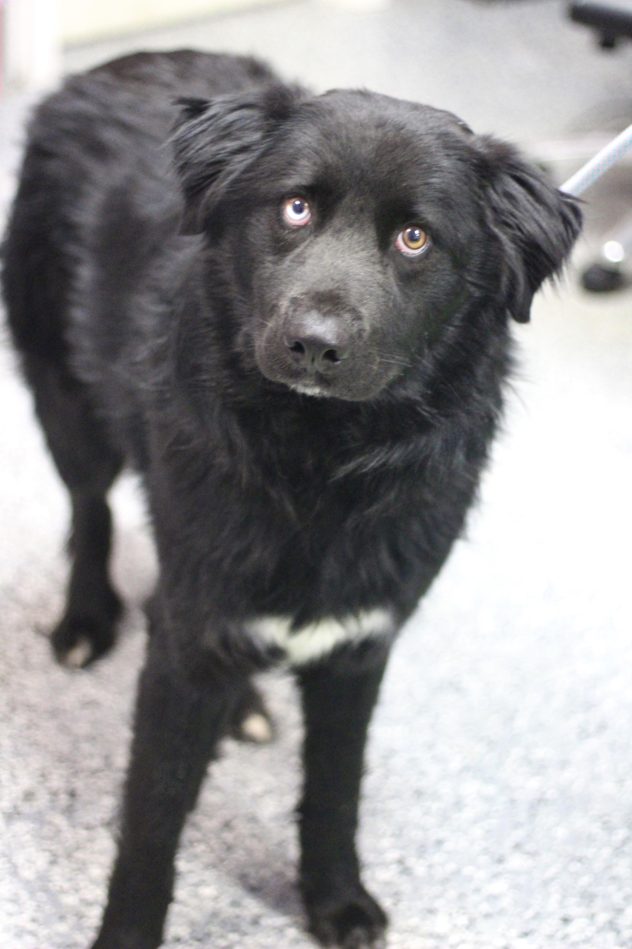 Enlarge Fuzzy in NH! Come Meet our Adoptable Dogs Wednesday-Saturday. More info in Bio! , a ADOPTABLE mixed breed in Manchester, NH image 2/2