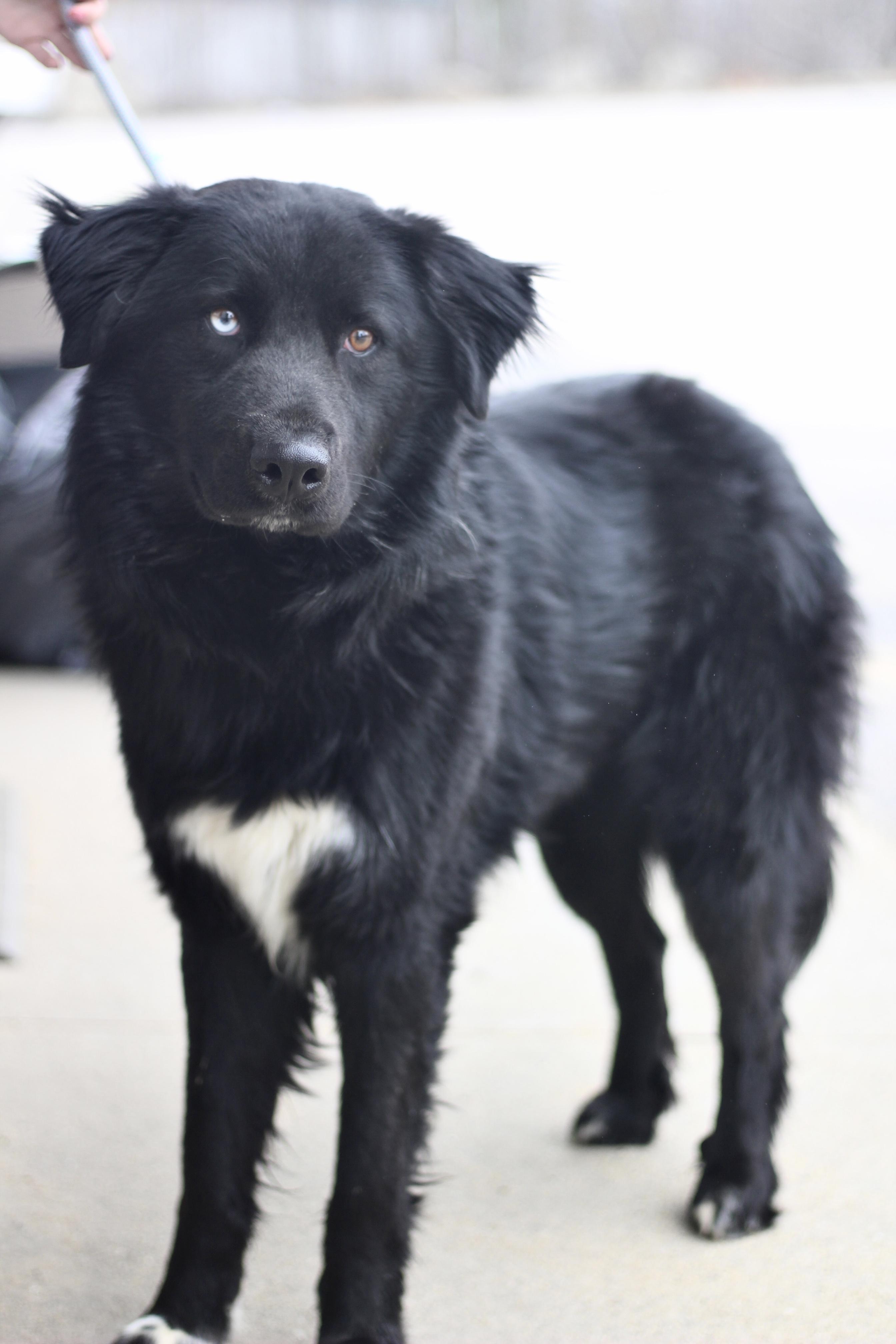 Fuzzy in NH! Come Meet our Adoptable Dogs Wednesday-Saturday. More info in Bio! , ADOPTABLE, Young Male Collie & Retriever.