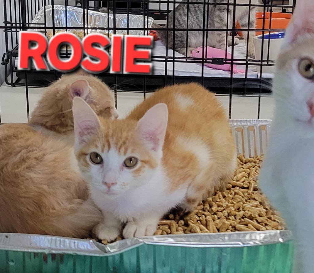 Rosie, Adoptable, Young Female Domestic Short Hair.