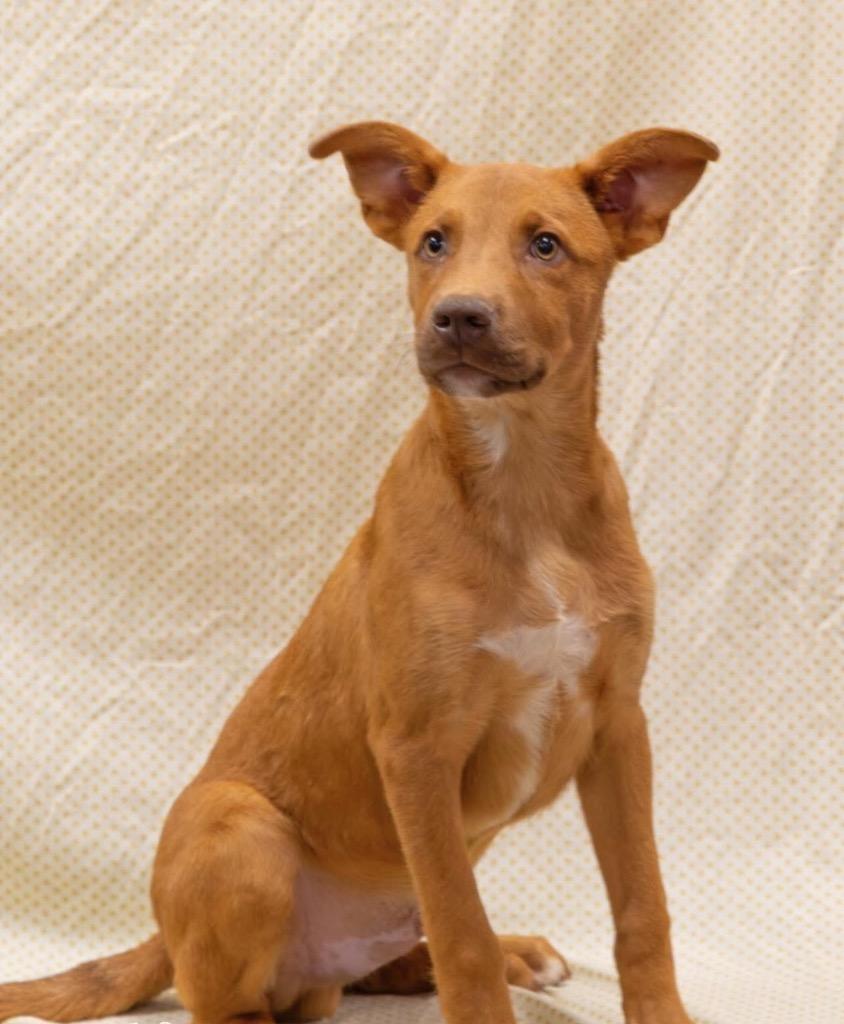 Pumpkin, a Adoptable mixed breed in North Syracuse, NY image 1/3