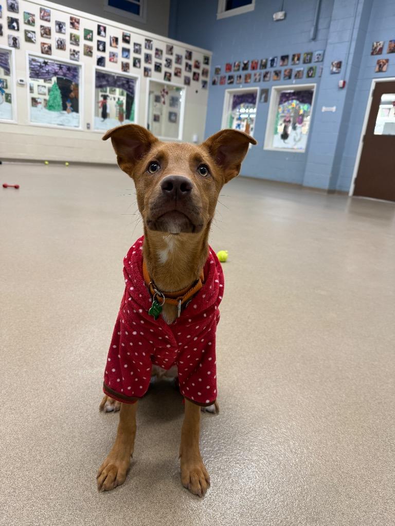 Pumpkin, Adoptable, Young Male Labrador Retriever.