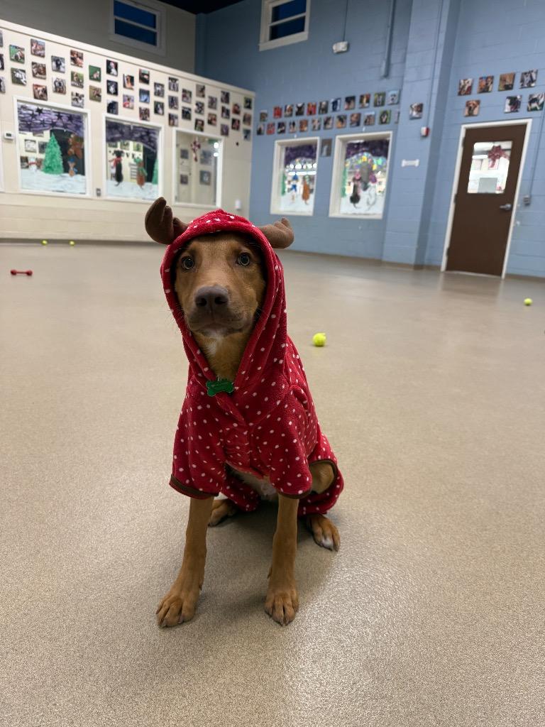 Pumpkin, a Adoptable mixed breed in North Syracuse, NY image 2/5