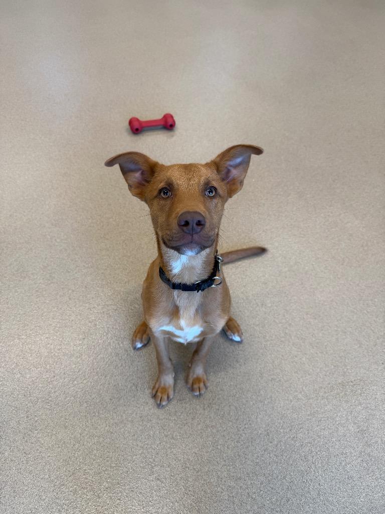 Pumpkin, a Adoptable mixed breed in North Syracuse, NY image 3/5