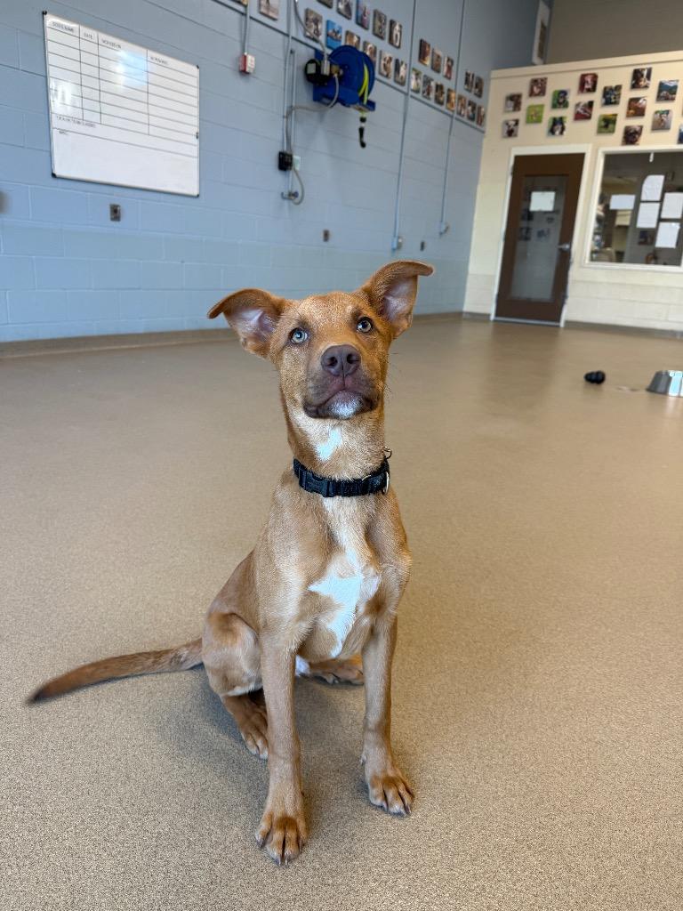 Pumpkin, a Adoptable mixed breed in North Syracuse, NY image 3/3