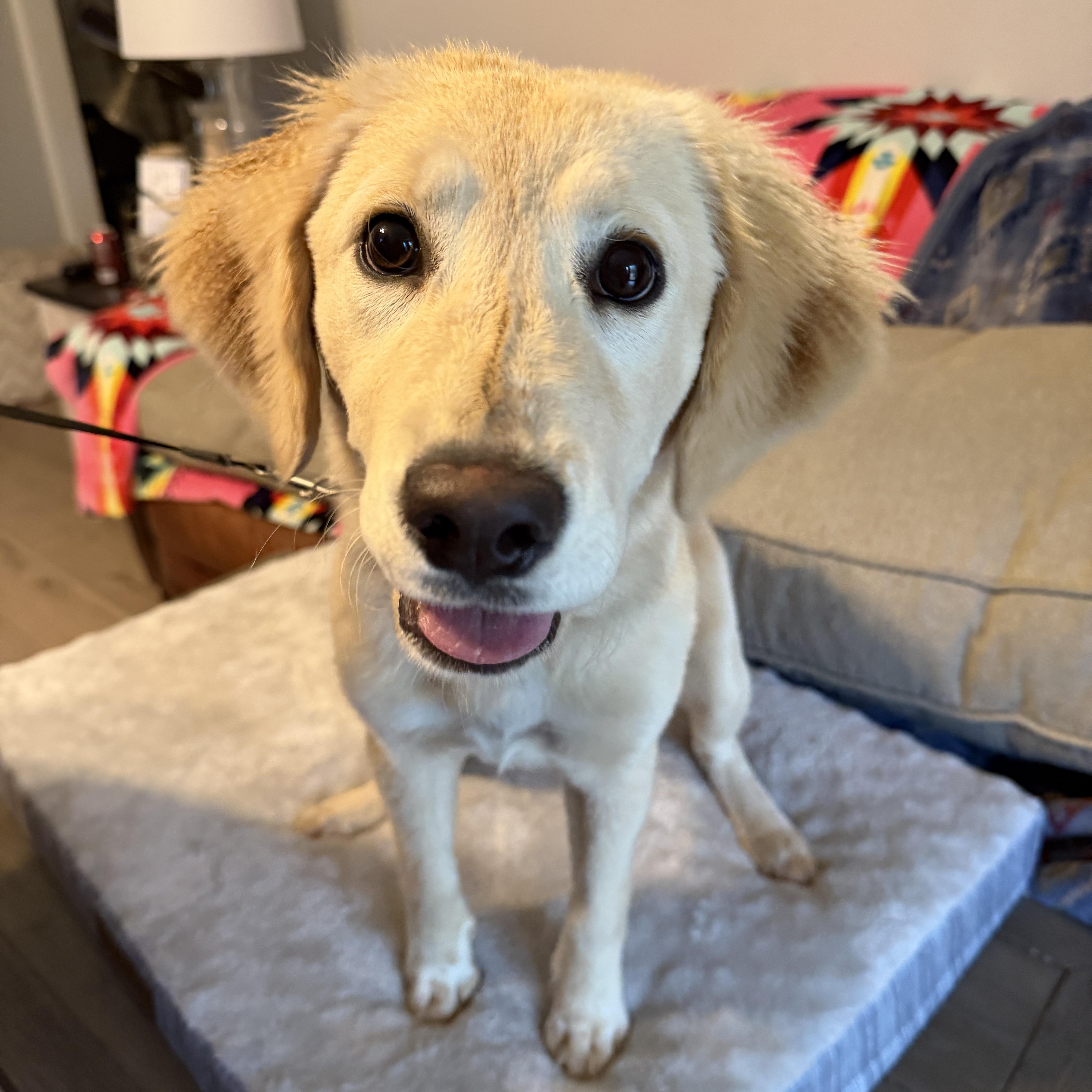 Enlarge Annie, a Adoptable mixed breed in Sewaren, NJ image 4/4