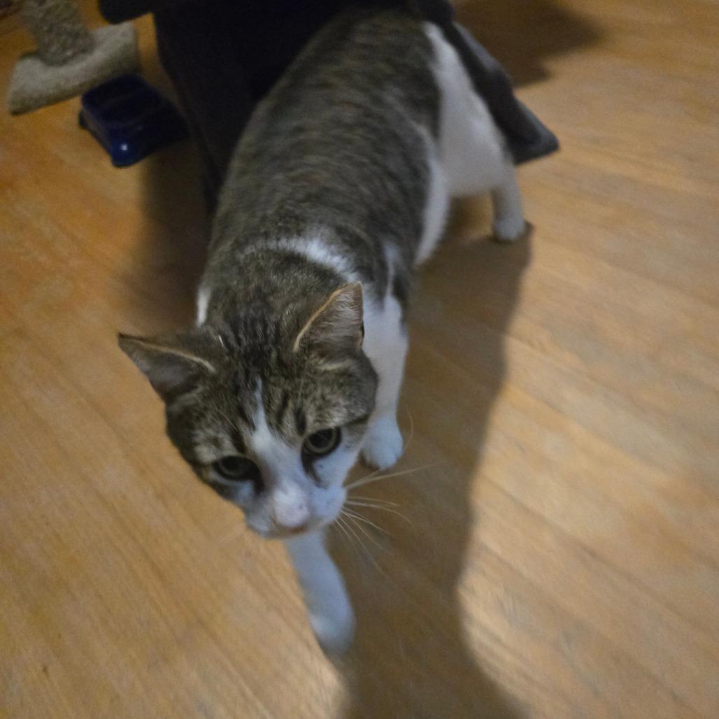 Kurt, Adoptable, Adult Male American Shorthair.