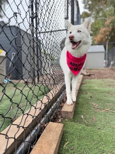 KIMCHI, Adoptable, Adult Female Siberian Husky.
