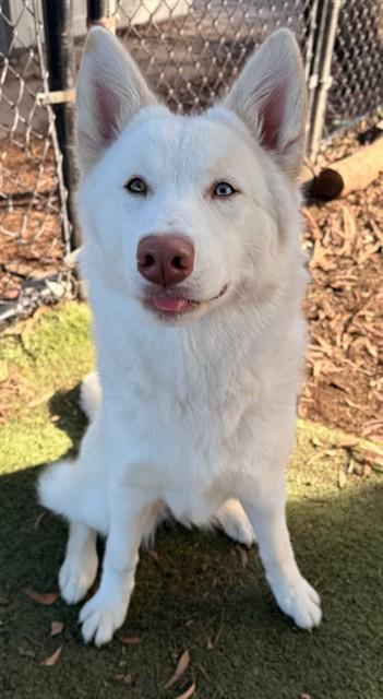 KIMCHI, Adoptable, Adult Female Siberian Husky.