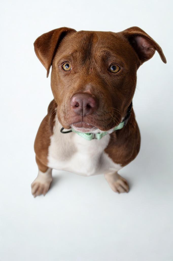 Butch, a Adoptable mixed breed in Morgantown, KY image 1/3