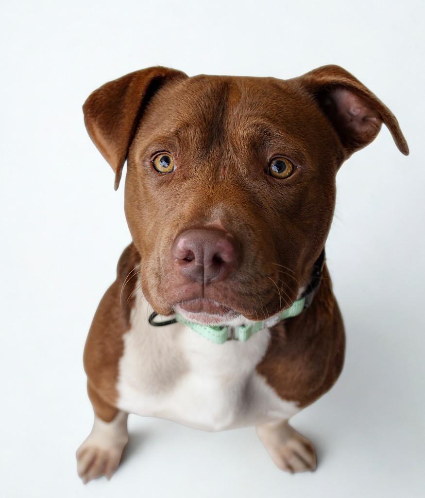 Butch, a Adoptable mixed breed in Morgantown, KY image 2/3