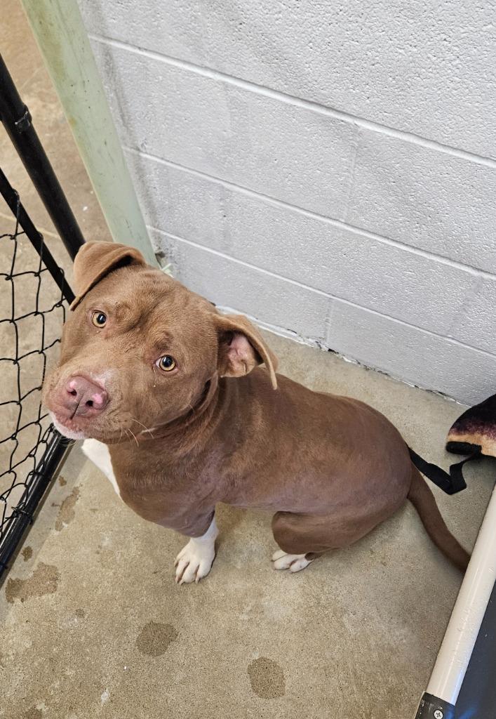 Butch, a Adoptable mixed breed in Morgantown, KY image 3/3