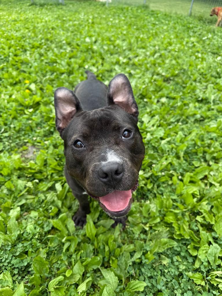 Zelda, a Adoptable mixed breed in Hyde Park, NY image 2/4
