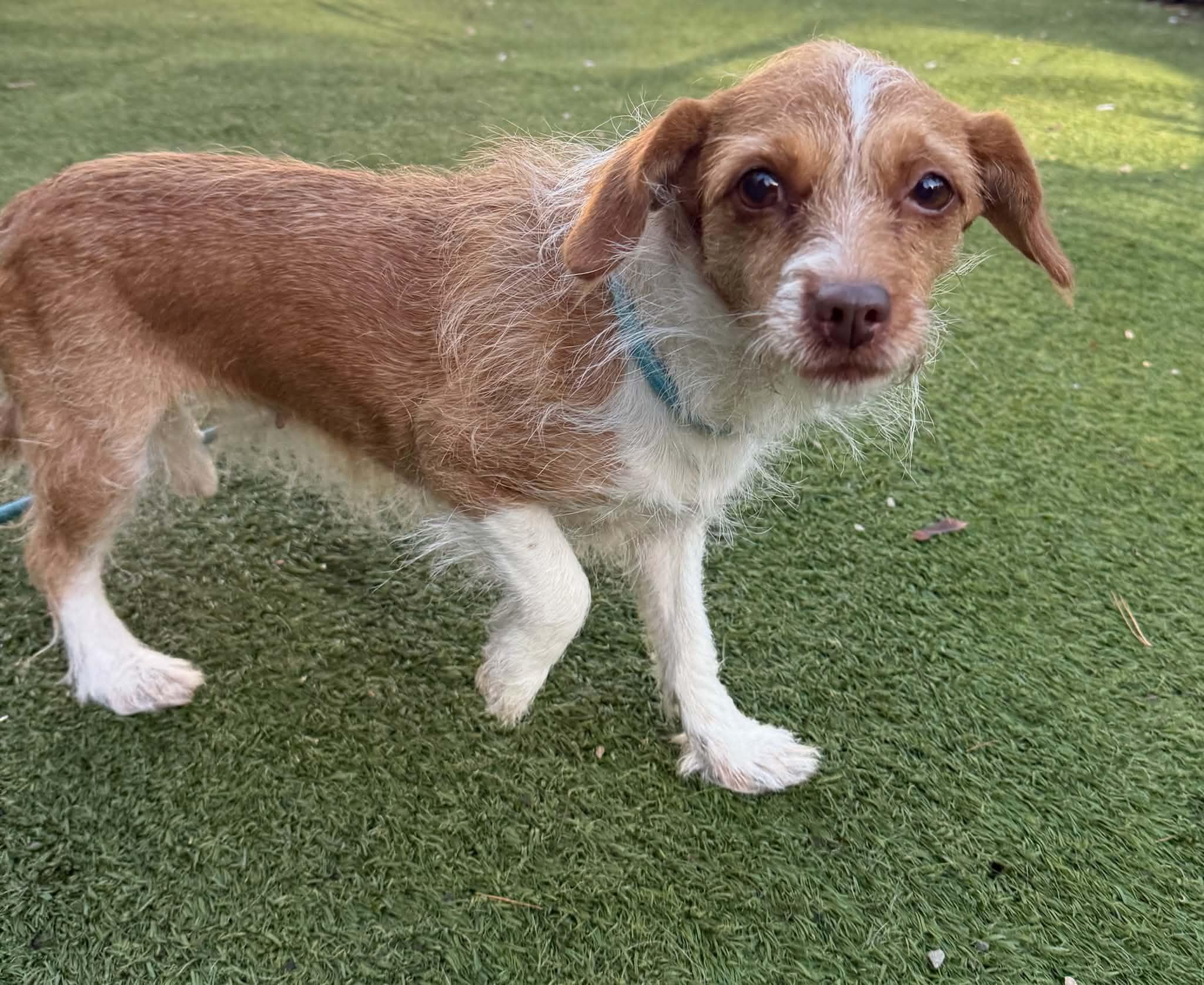 Lydia, Adoptable, Adult Female Wirehaired Dachshund.