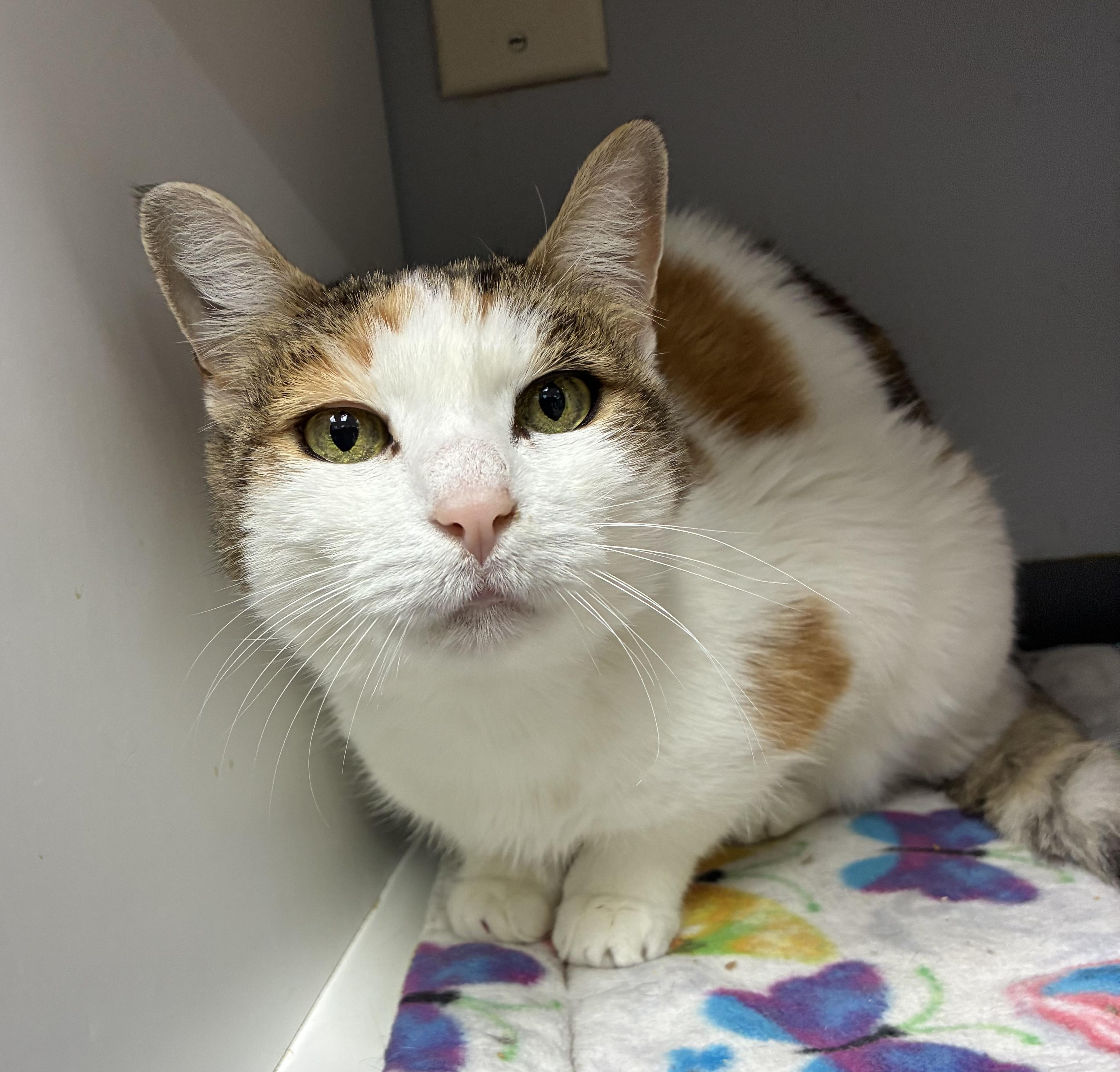 Prim, Adoptable, Adult Female Domestic Short Hair.