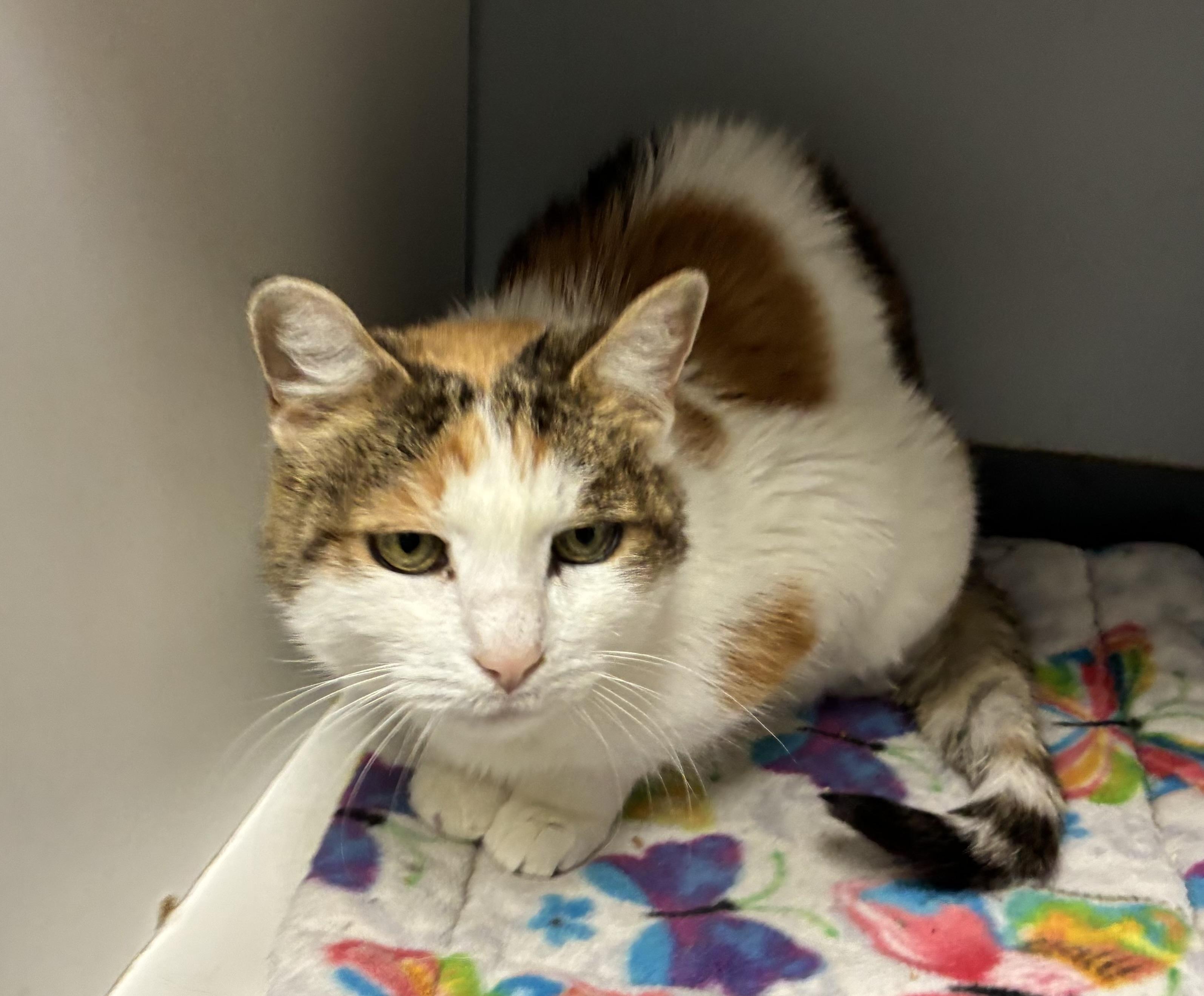 Enlarge Prim, a Adoptable Domestic Short Hair in Breinigsville, PA image 2/3