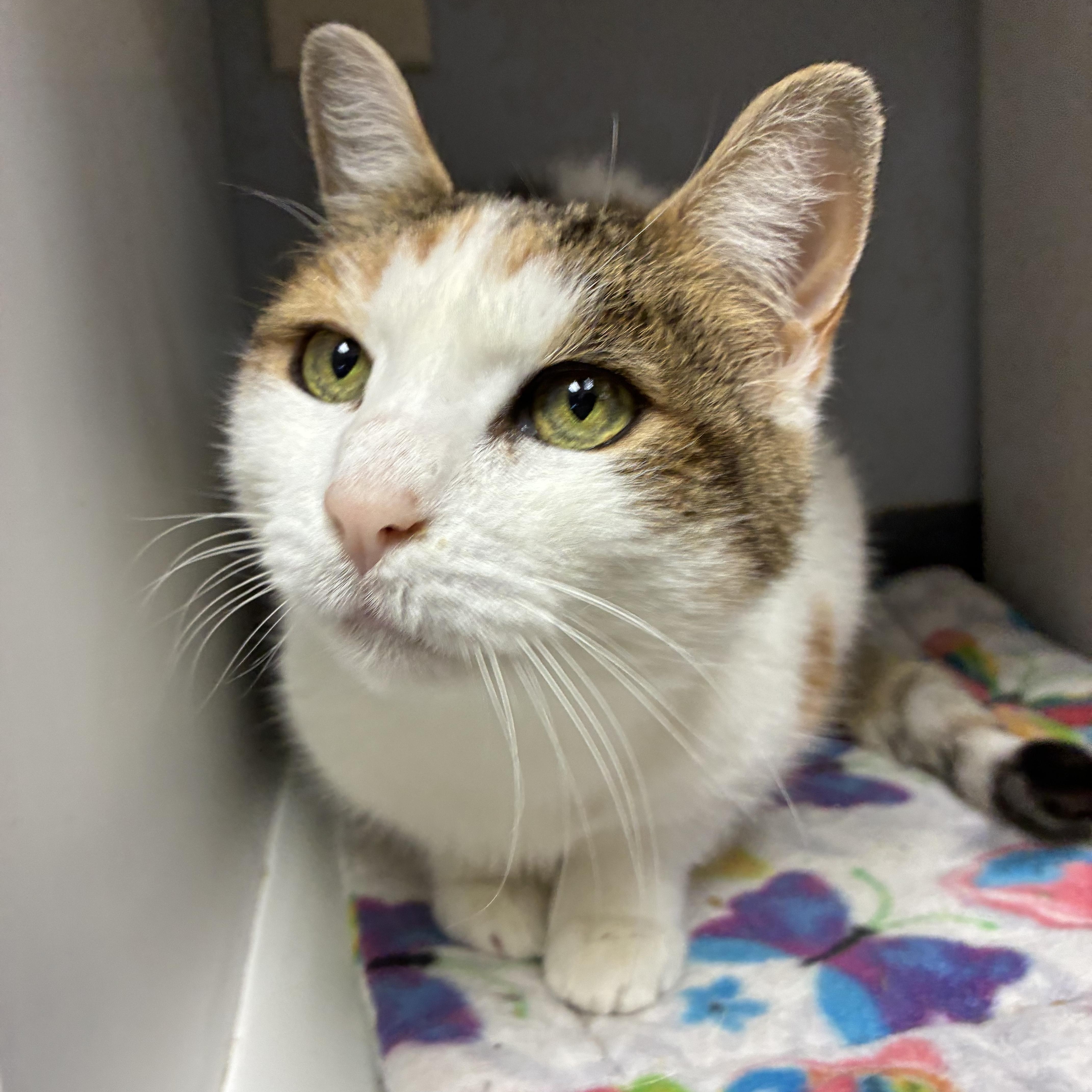 Enlarge Prim, a Adoptable Domestic Short Hair in Breinigsville, PA image 3/3