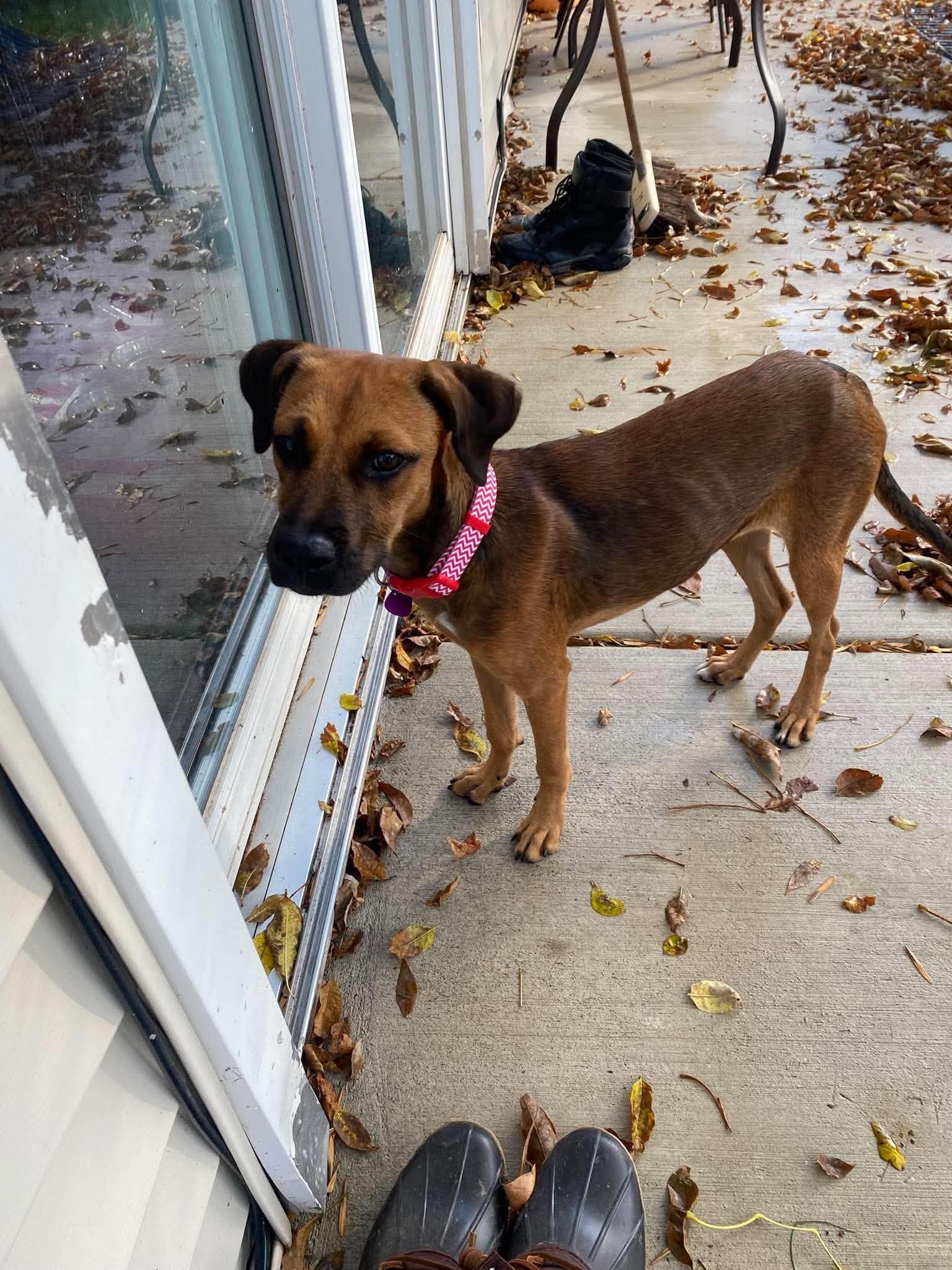 Winnie, Adoptable, Young Female Hound.