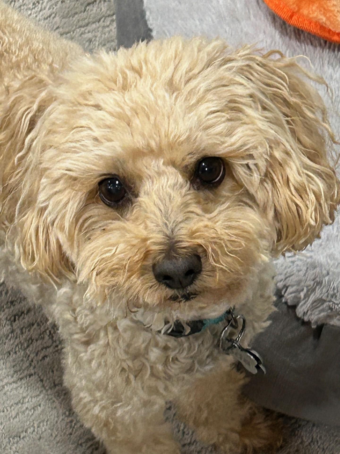 Koda, an adopted Mixed Breed in Sioux Falls, SD image 1/5
