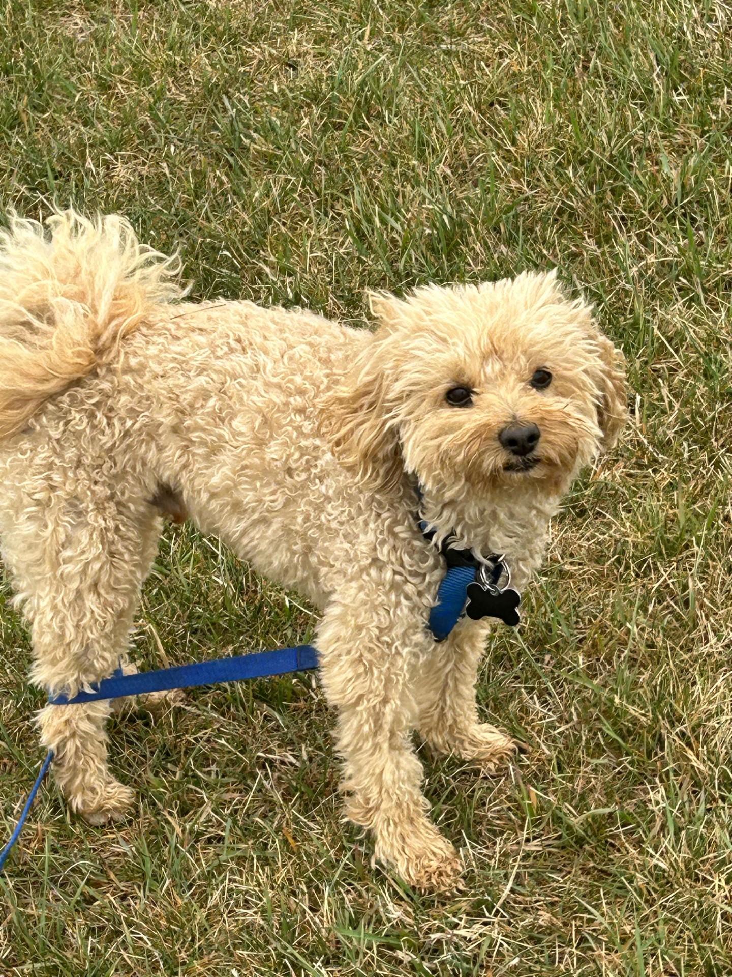 Koda, an adopted Mixed Breed in Sioux Falls, SD image 4/5