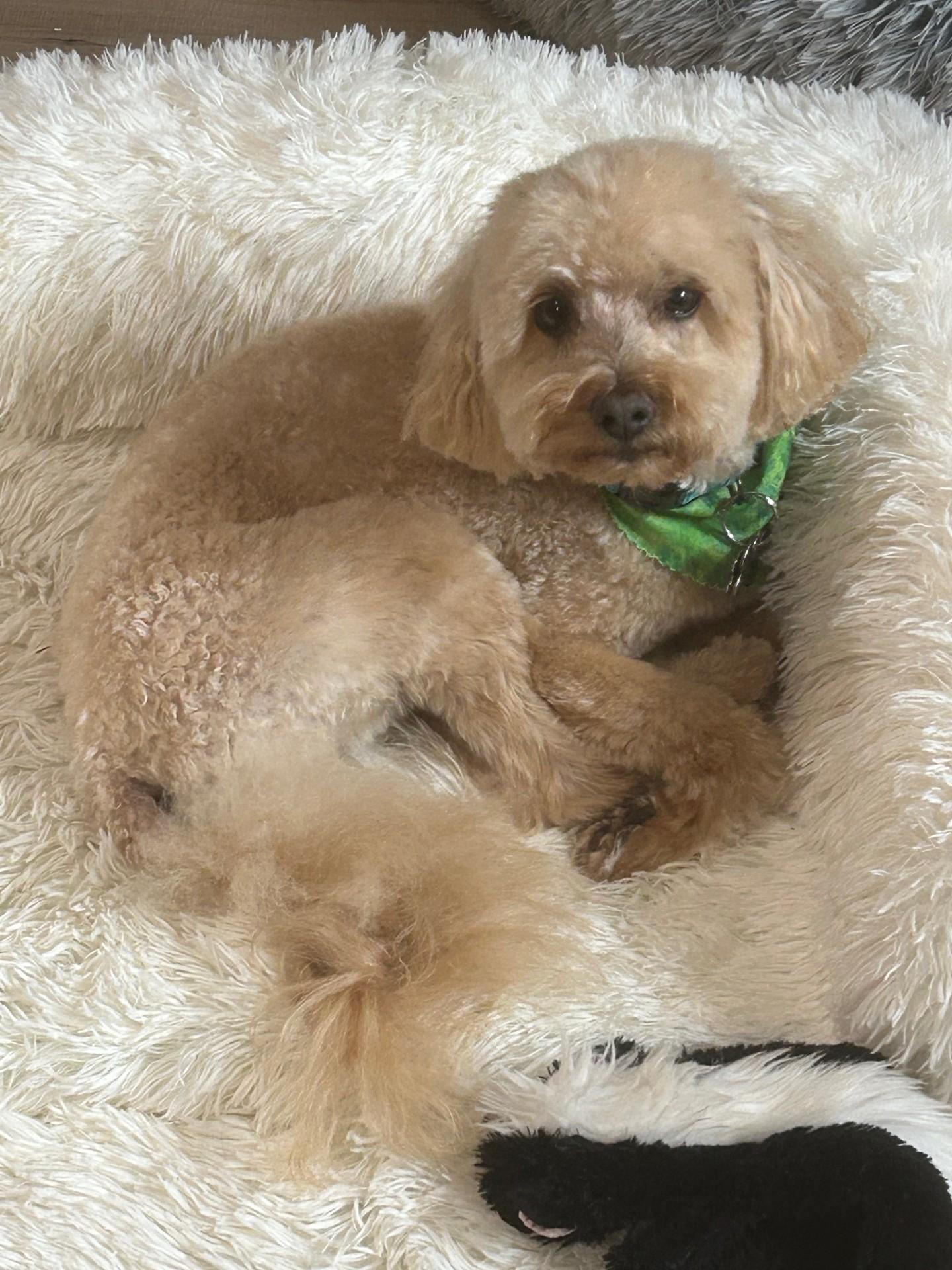 Koda, an adopted Mixed Breed in Sioux Falls, SD image 2/5
