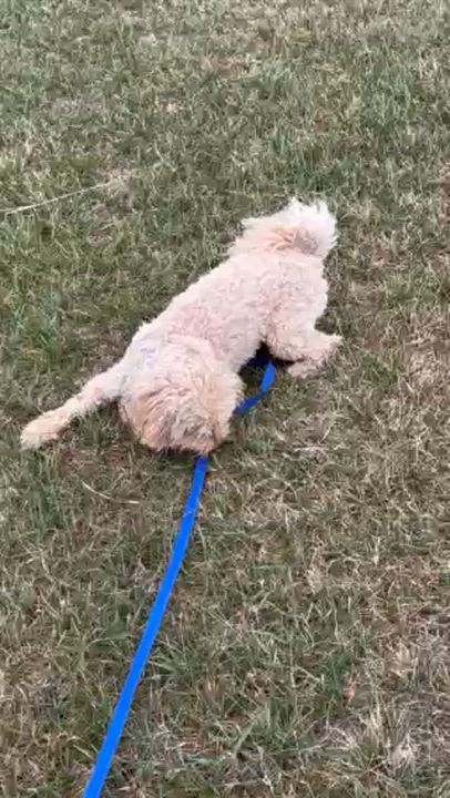 Enlarge Koda, an adopted Mixed Breed in Sioux Falls, SD video 5/5