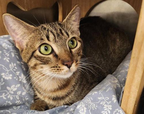 Roman - PSP Foster Home, Adopted, Young Male Domestic Short Hair.