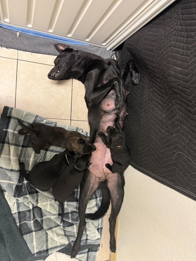 Lakeland Lookers - Momma Kira - Located in FL