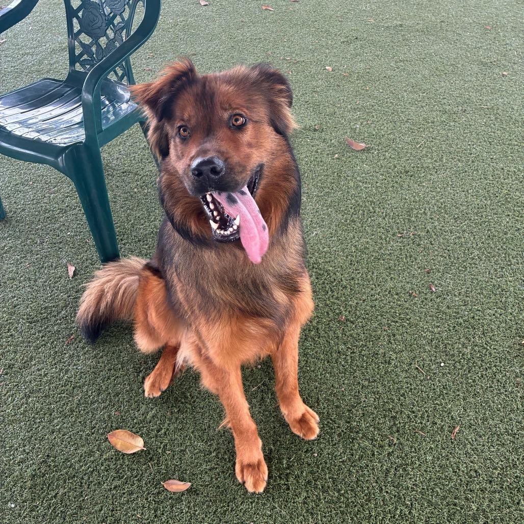 Enlarge Noir, a Adoptable mixed breed in Riverside, CA image 1/4