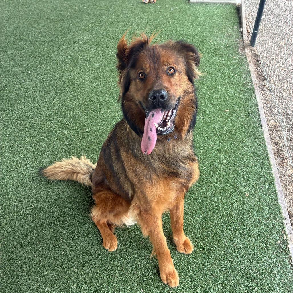 Enlarge Noir, a Adoptable mixed breed in Riverside, CA image 2/4