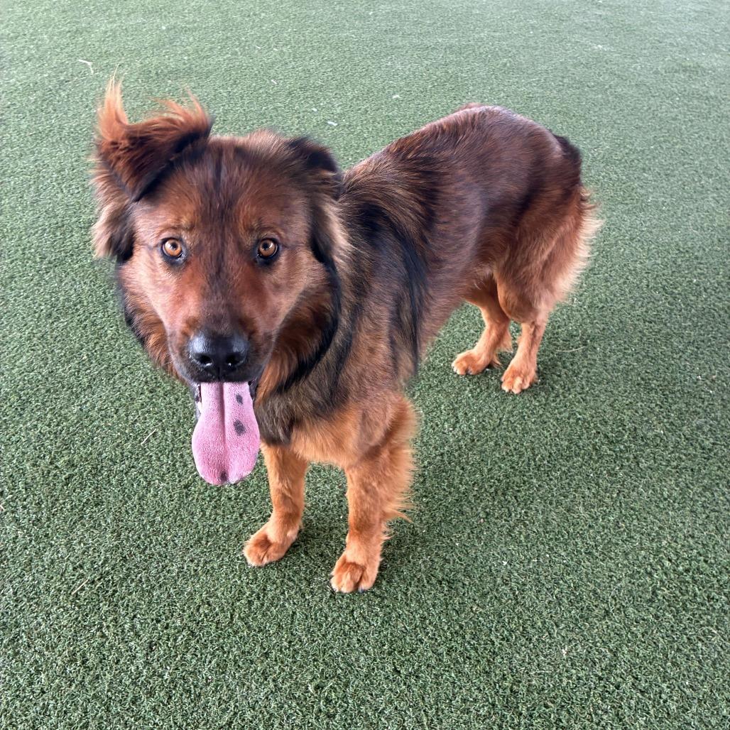 Enlarge Noir, a Adoptable mixed breed in Riverside, CA image 3/4