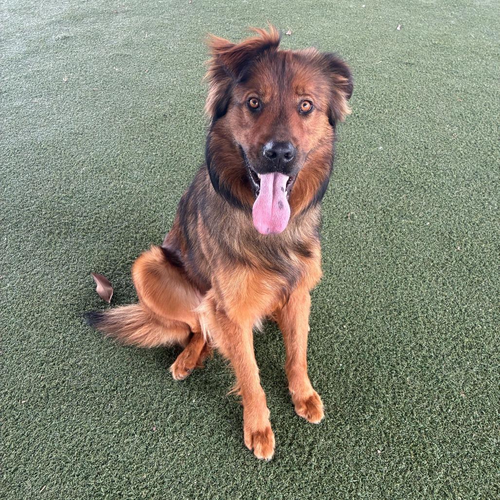 Enlarge Noir, a Adoptable mixed breed in Riverside, CA image 4/4
