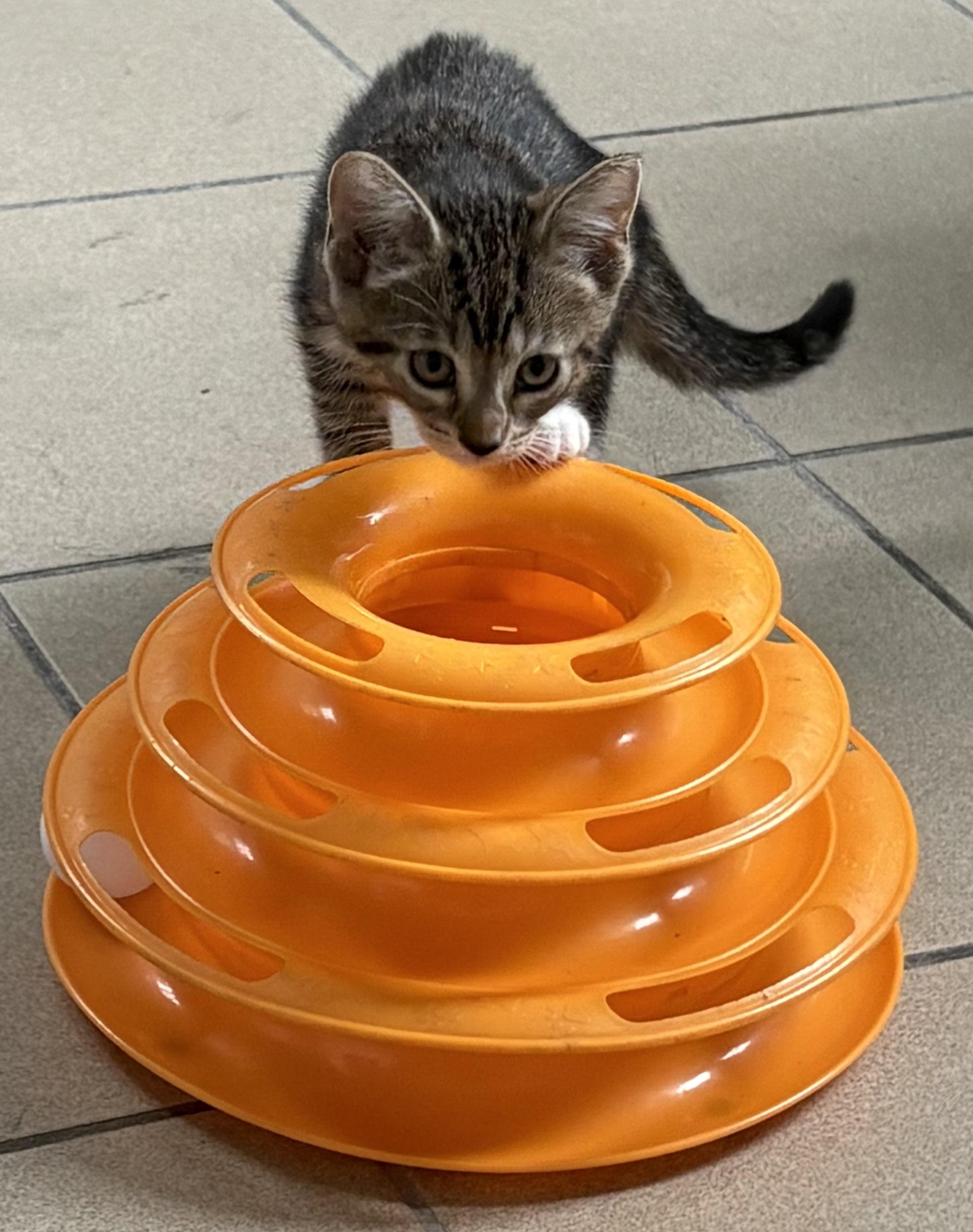 Sigrid, an adoptable Domestic Short Hair in Aibonito, PR, 00705 | Photo Image 1