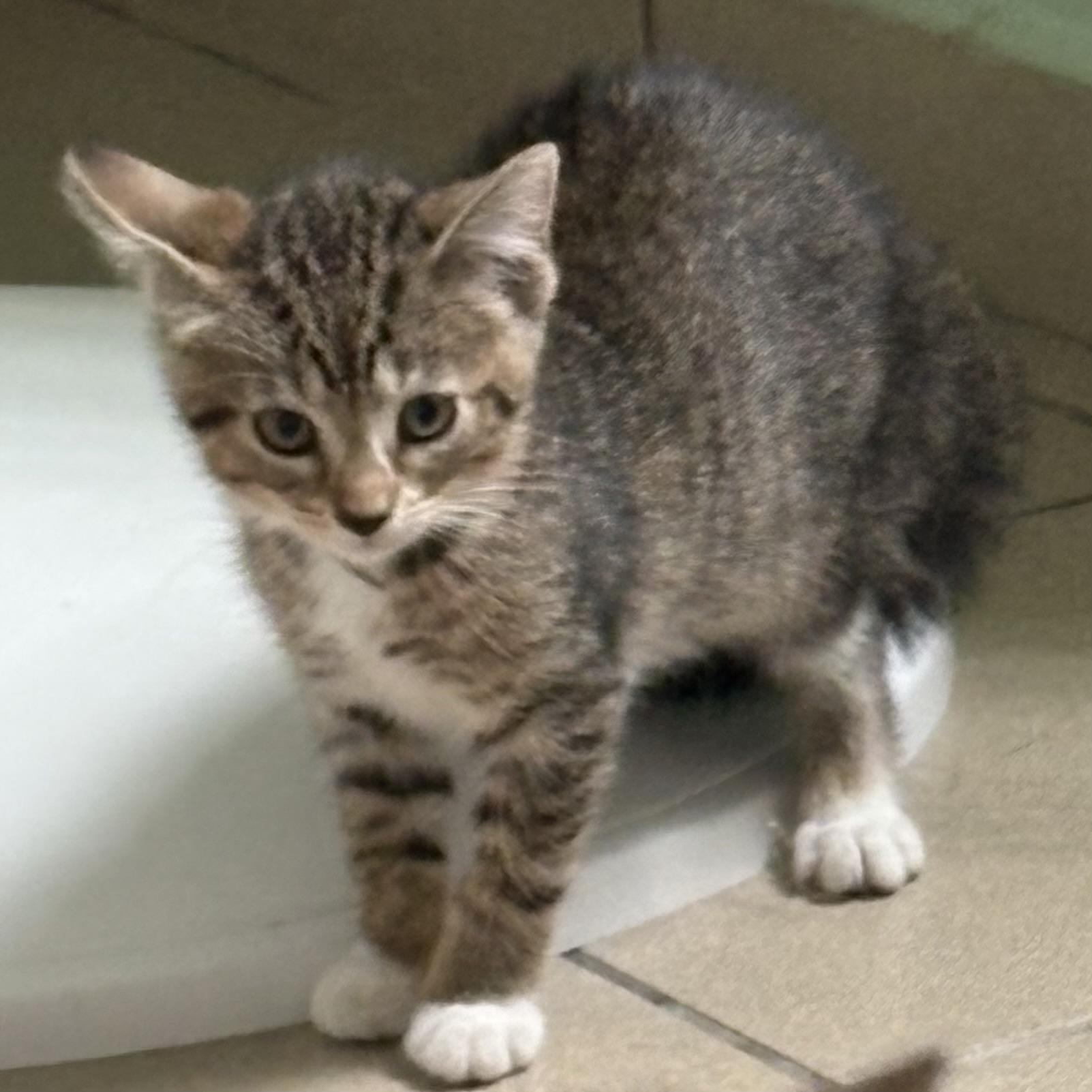Sigrid, an adoptable Domestic Short Hair in Aibonito, PR, 00705 | Photo Image 4