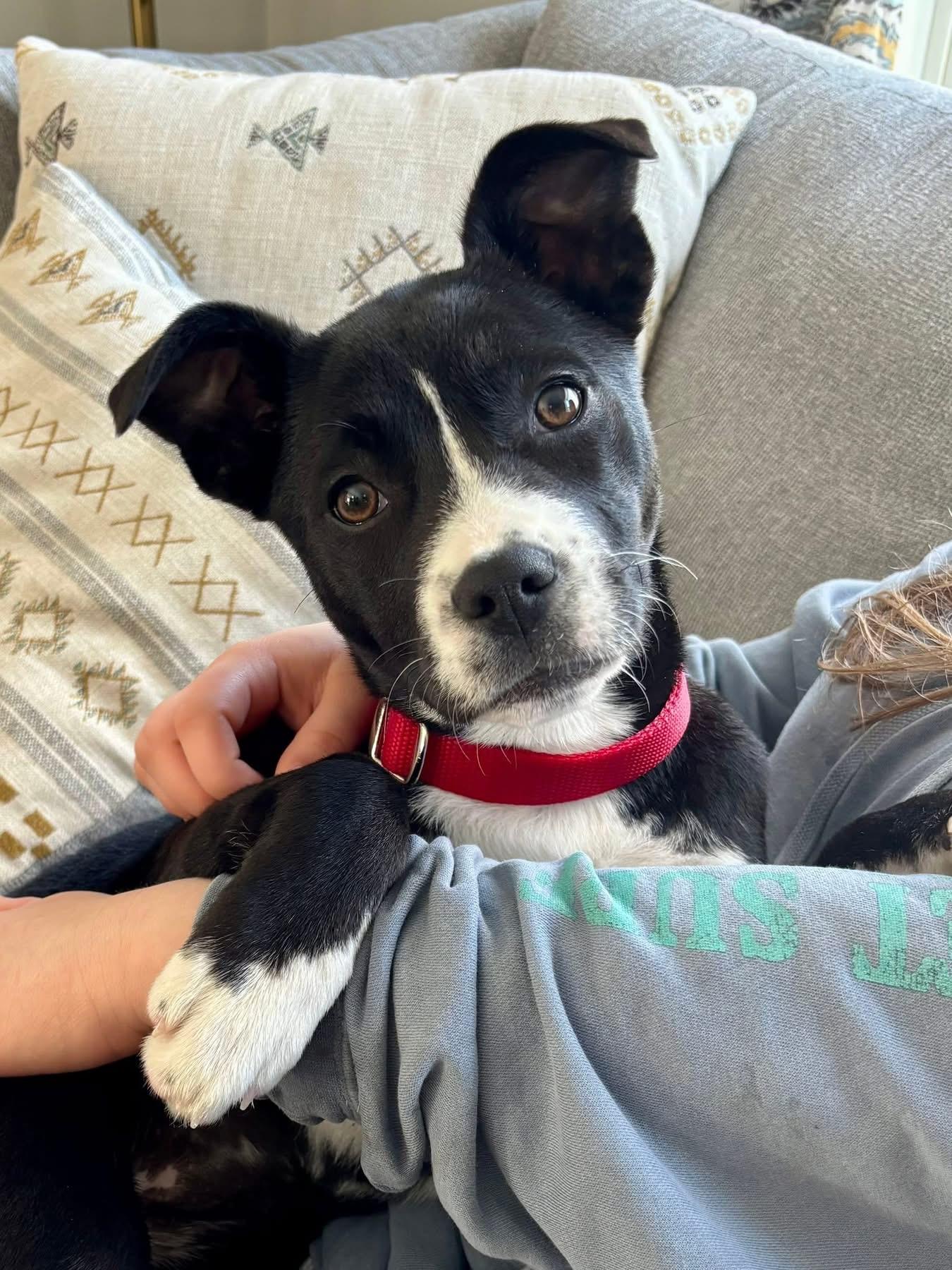 Enlarge Jan, a Adoptable mixed breed in Pembroke, MA image 1/3