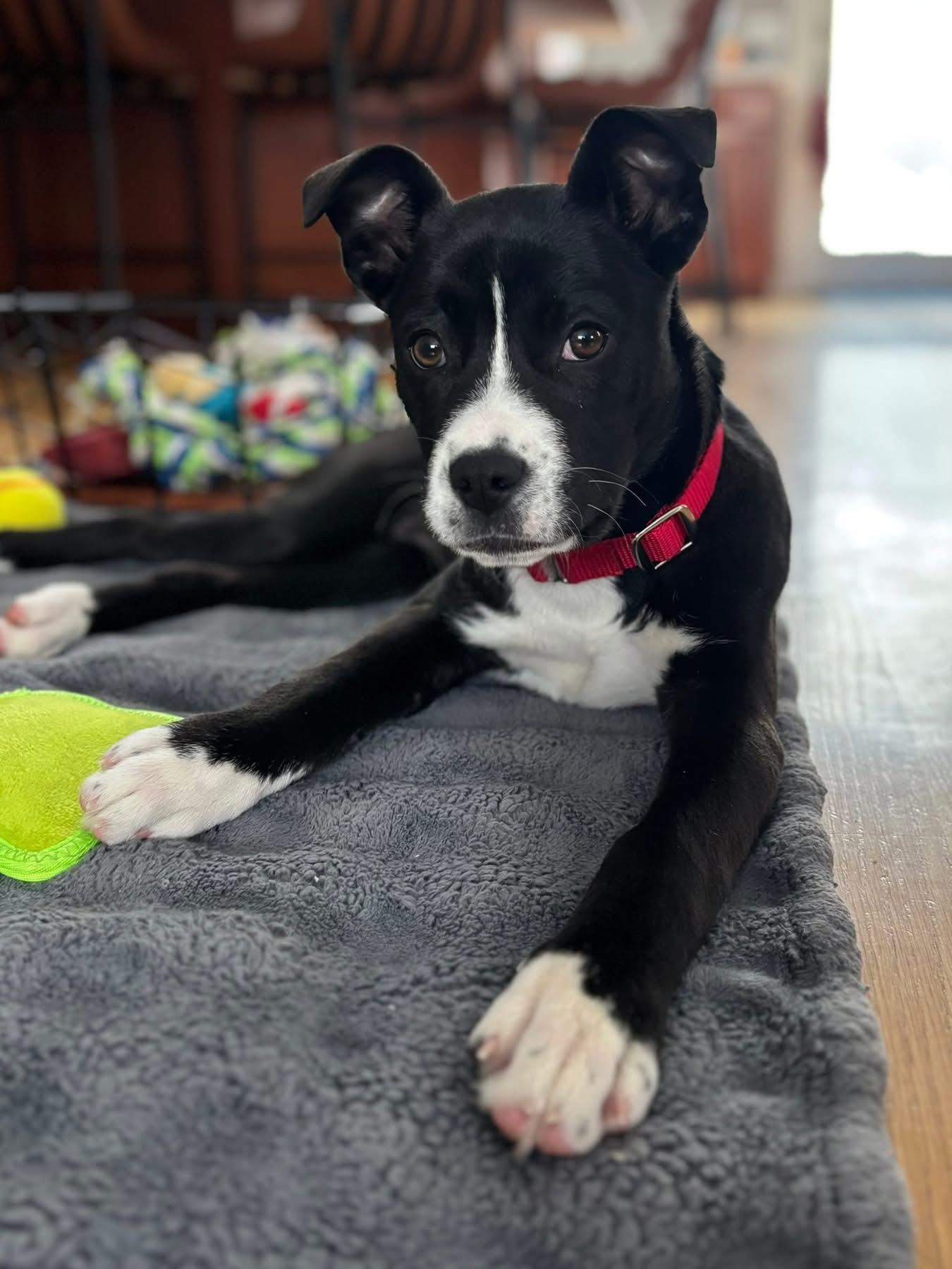 Enlarge Jan, a Adoptable mixed breed in Pembroke, MA image 2/3