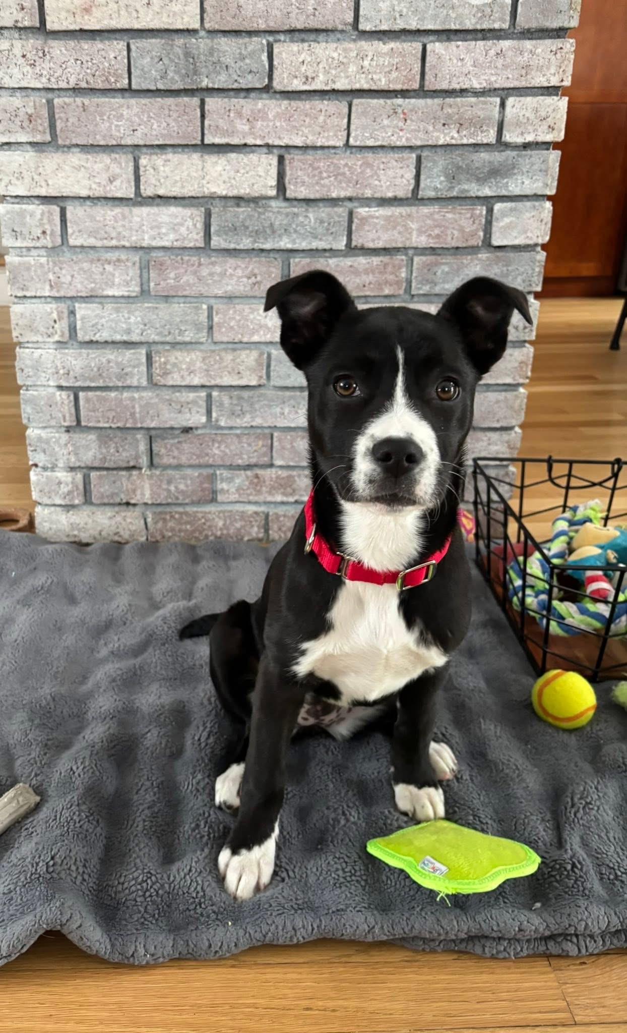 Enlarge Jan, a Adoptable mixed breed in Pembroke, MA image 3/3