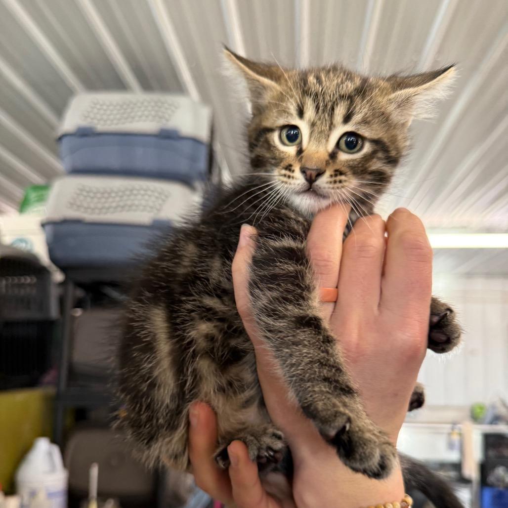Mike, Adoptable, Kitten Male Domestic Short Hair.