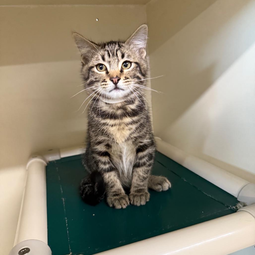 Enlarge Mike, a Adoptable Domestic Short Hair in Spanish Fork, UT image 2/5