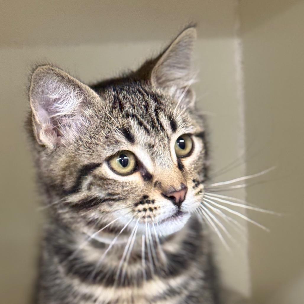 Enlarge Mike, a Adoptable Domestic Short Hair in Spanish Fork, UT image 3/5