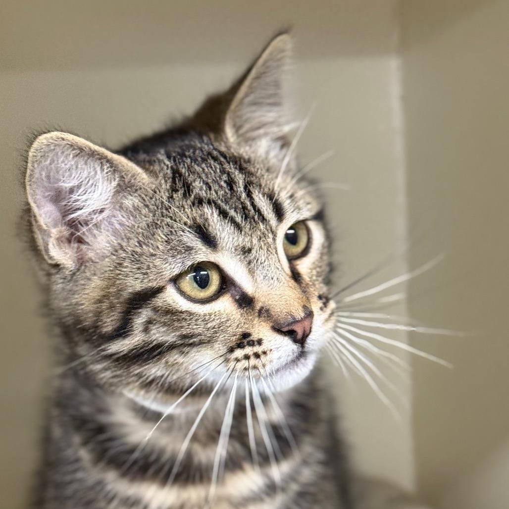 Enlarge Mike, a Adoptable Domestic Short Hair in Spanish Fork, UT image 4/5