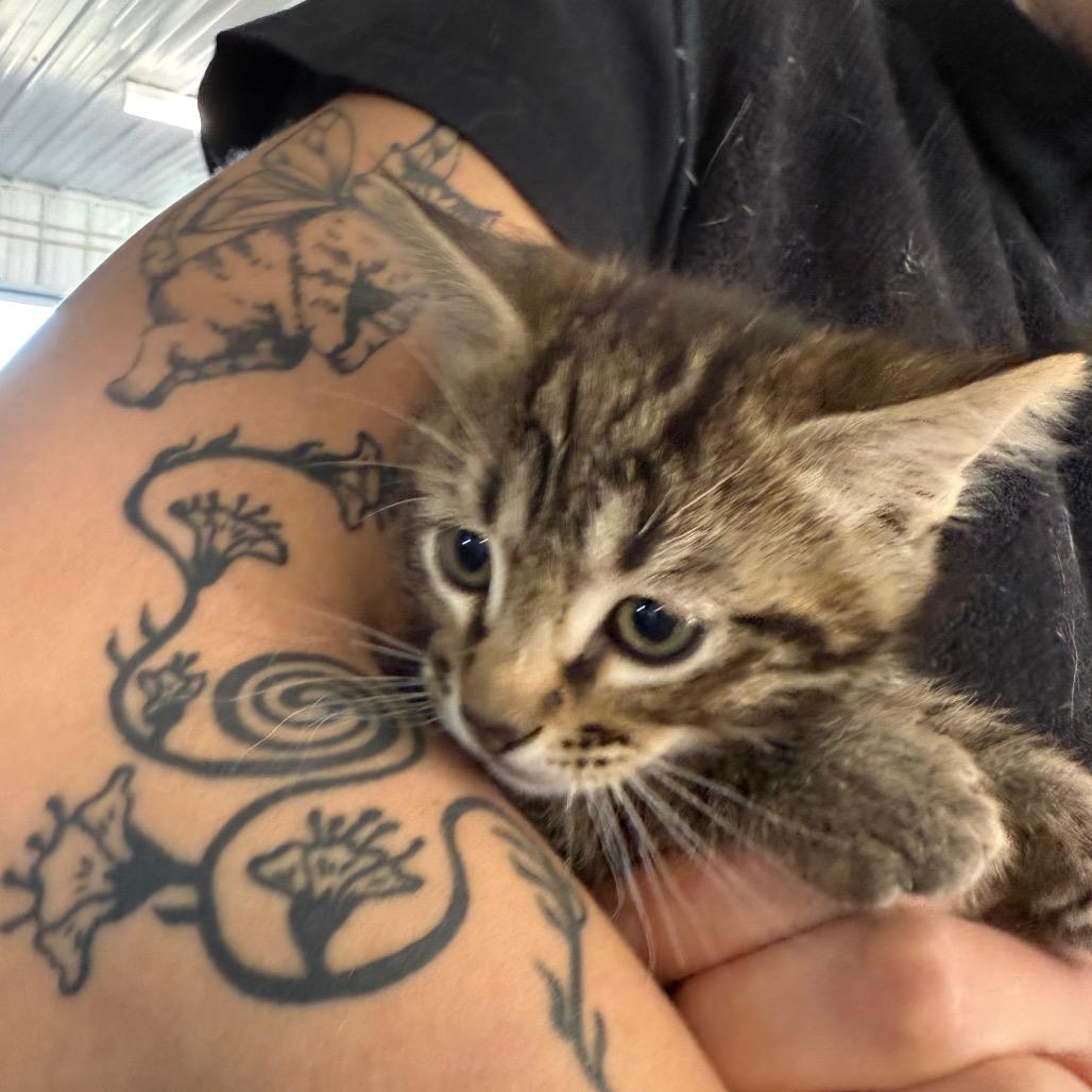 Enlarge Mike, a Adoptable Domestic Short Hair in Spanish Fork, UT image 5/5