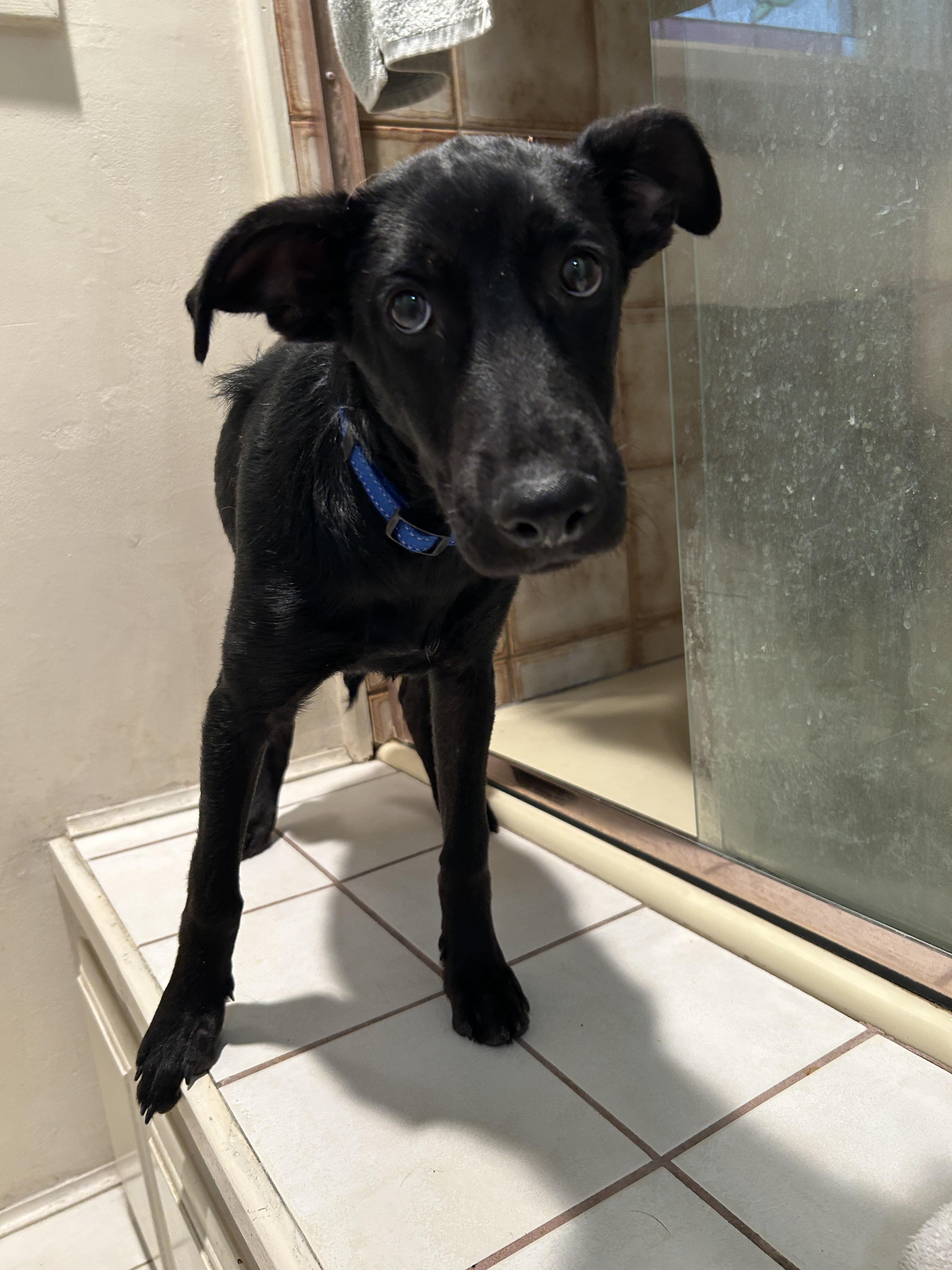 Enlarge CELSEY, a Adoptable mixed breed in El Cajon, CA image 5/6