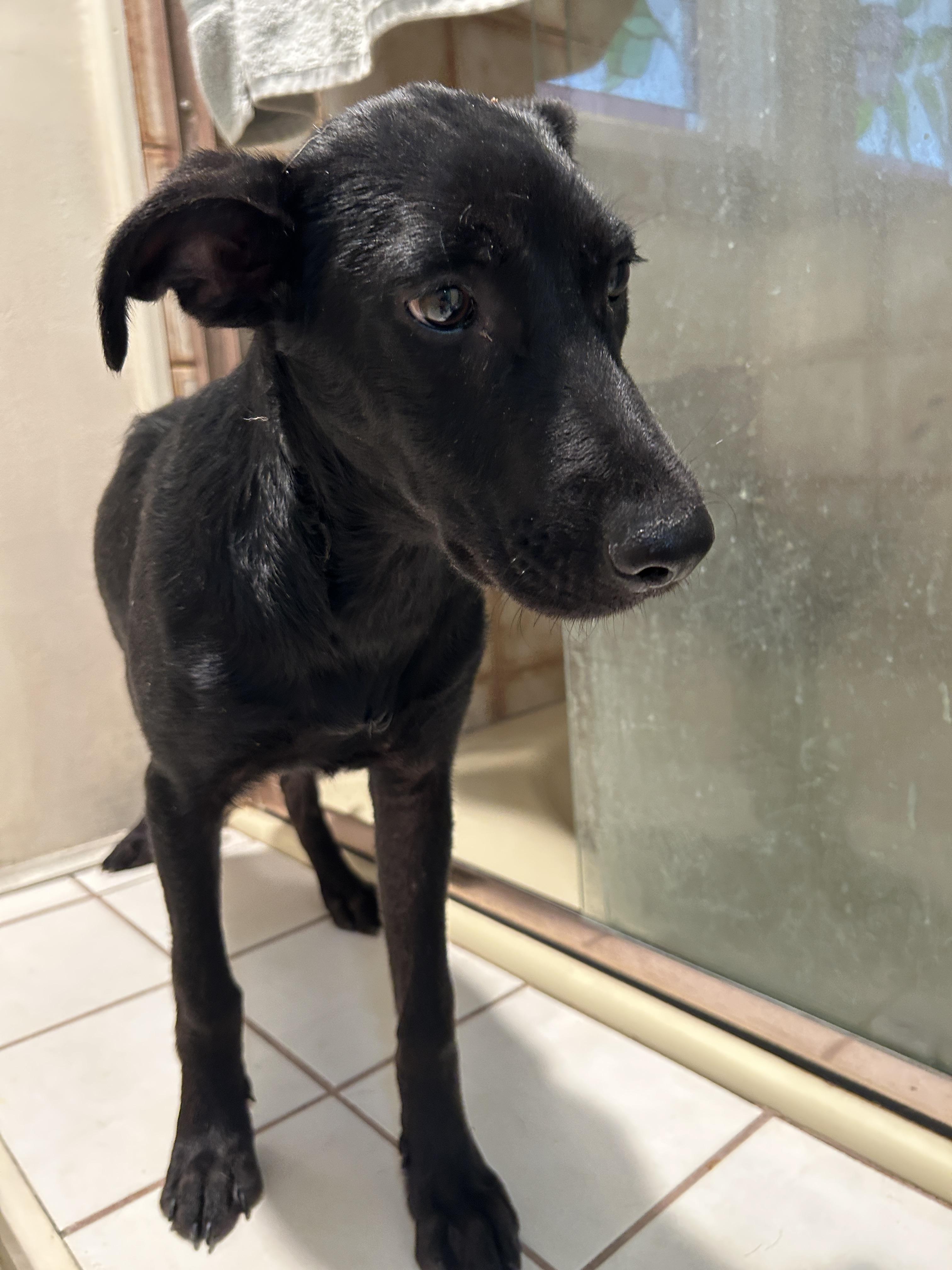 CELSEY, Adoptable, Puppy Female Black Labrador Retriever & Border Collie.