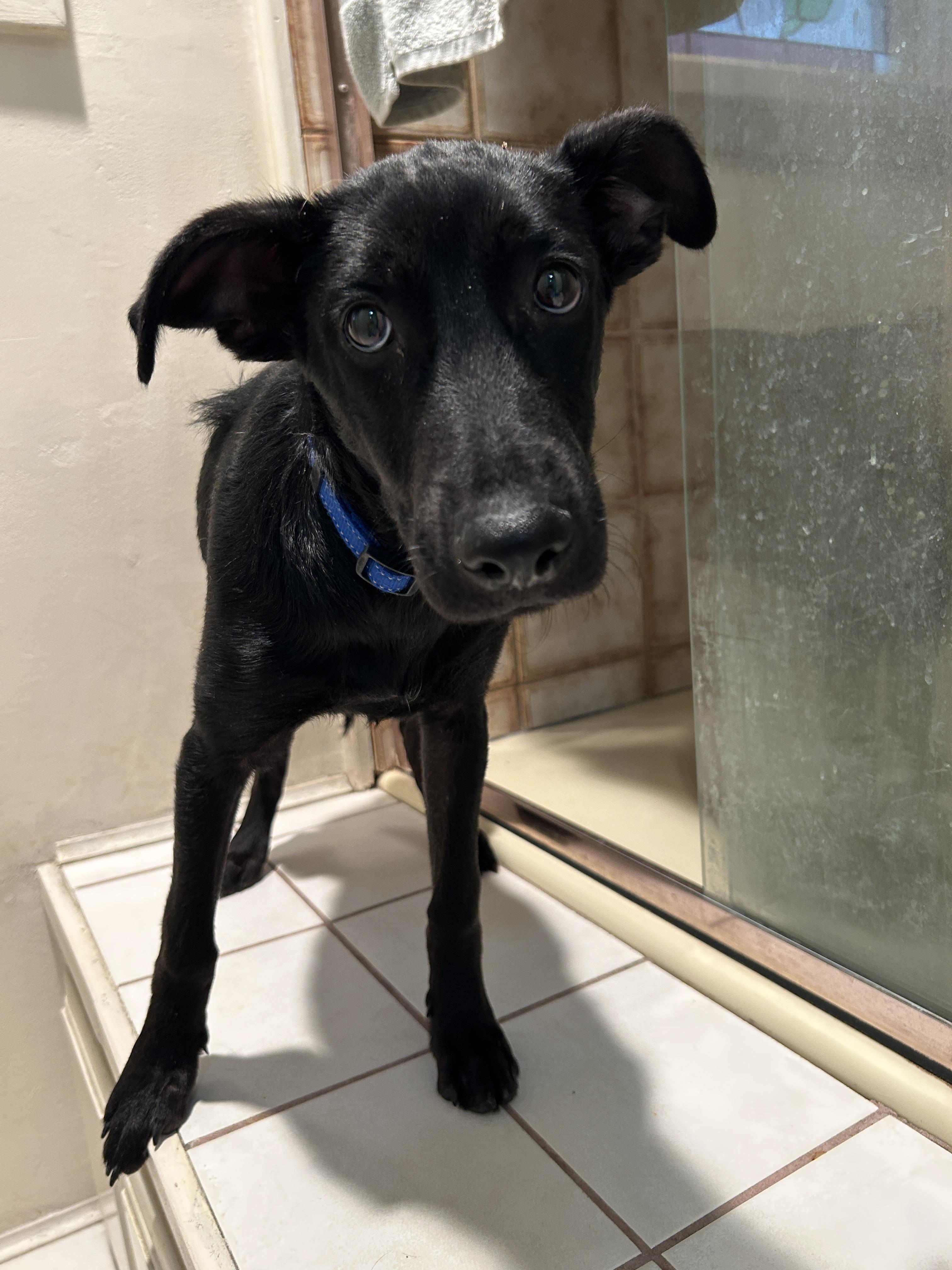 Enlarge CELSEY, a Adoptable mixed breed in El Cajon, CA image 3/6