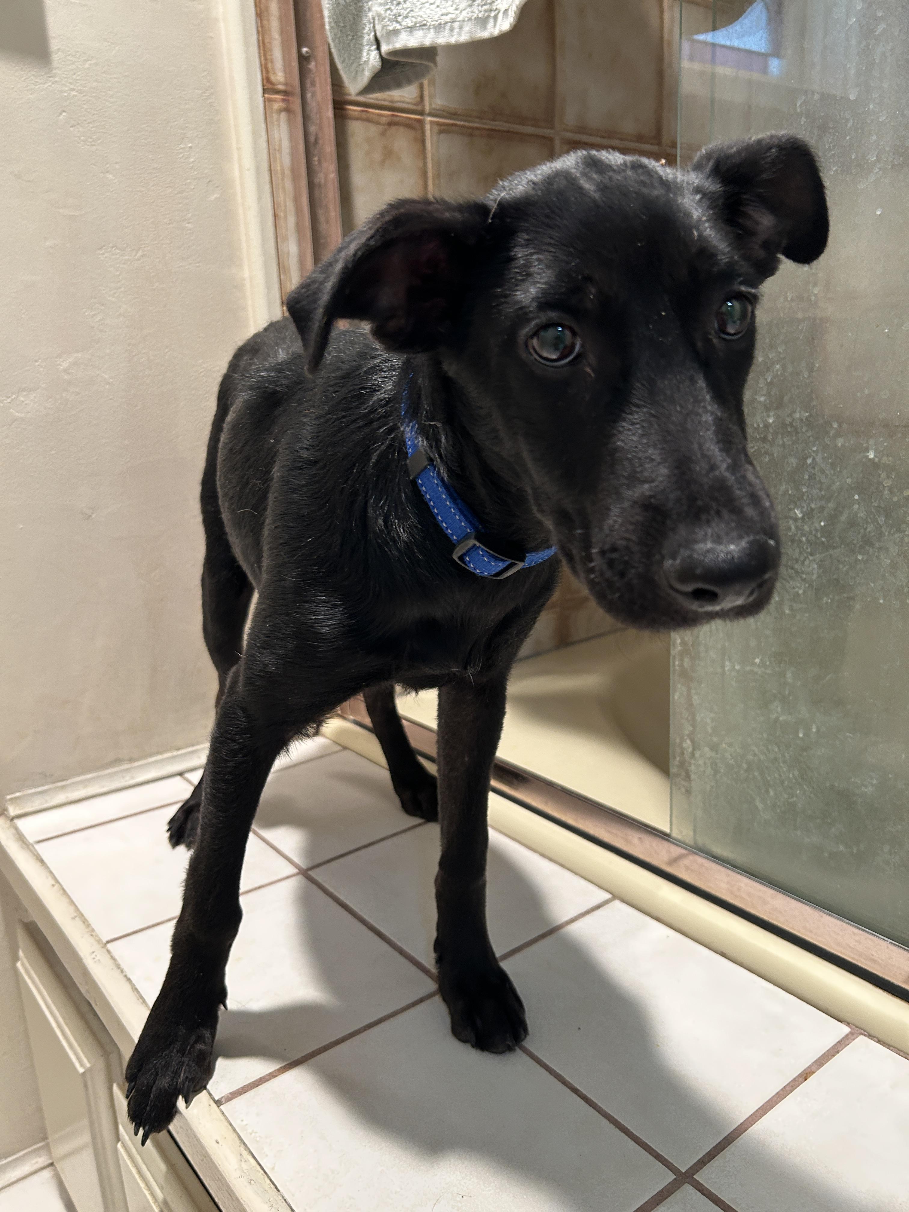 Enlarge CELSEY, a Adoptable mixed breed in El Cajon, CA image 6/6